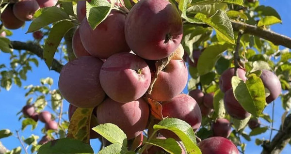 Hoogstamboomgaard Den Boogerd wint prestigieuze BioVLAM 2025